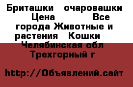 Бриташки - очаровашки.  › Цена ­ 3 000 - Все города Животные и растения » Кошки   . Челябинская обл.,Трехгорный г.